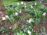 20210418205314_45: Také v Čáslavi kvetou hyacinty všech barev a omamné vůně