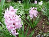 20210418205314_5: Také v Čáslavi kvetou hyacinty všech barev a omamné vůně