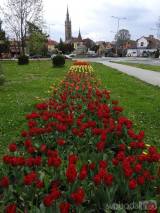 20210509210613_1: Rozkvetlé tulipány v Čáslavi připomínají Holandsko