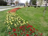 20210509210614_10: Rozkvetlé tulipány v Čáslavi připomínají Holandsko