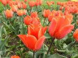 20210509210614_11: Rozkvetlé tulipány v Čáslavi připomínají Holandsko