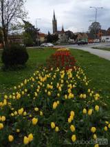 20210509210615_12: Rozkvetlé tulipány v Čáslavi připomínají Holandsko