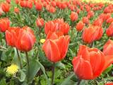 20210509210615_13: Rozkvetlé tulipány v Čáslavi připomínají Holandsko