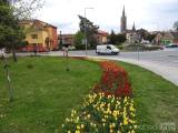 20210509210615_14: Rozkvetlé tulipány v Čáslavi připomínají Holandsko
