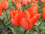 20210509210616_15: Rozkvetlé tulipány v Čáslavi připomínají Holandsko