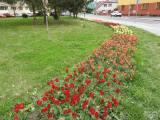 20210509210616_16: Rozkvetlé tulipány v Čáslavi připomínají Holandsko
