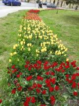20210509210616_18: Rozkvetlé tulipány v Čáslavi připomínají Holandsko