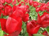 20210509210618_19: Rozkvetlé tulipány v Čáslavi připomínají Holandsko