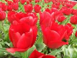 20210509210618_2: Rozkvetlé tulipány v Čáslavi připomínají Holandsko