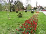 20210509210619_20: Rozkvetlé tulipány v Čáslavi připomínají Holandsko