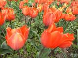20210509210619_21: Rozkvetlé tulipány v Čáslavi připomínají Holandsko