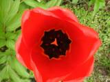 20210509210619_22: Rozkvetlé tulipány v Čáslavi připomínají Holandsko