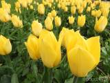 20210509210620_4: Rozkvetlé tulipány v Čáslavi připomínají Holandsko