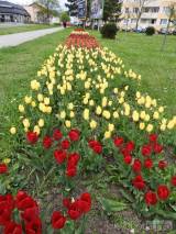 20210509210620_6: Rozkvetlé tulipány v Čáslavi připomínají Holandsko