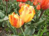 20210509210620_7: Rozkvetlé tulipány v Čáslavi připomínají Holandsko