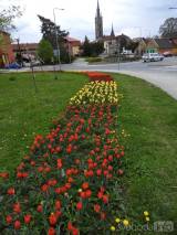 20210509210620_8: Rozkvetlé tulipány v Čáslavi připomínají Holandsko