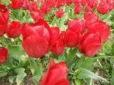 20210509210620_9: Rozkvetlé tulipány v Čáslavi připomínají Holandsko
