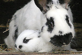Také letos v Hostovlicích připravují prodejní a propagační výstavu králíků a holubů