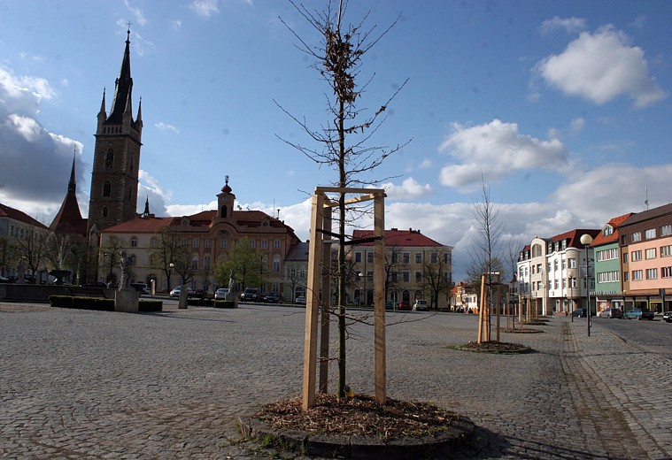 Pokácené stromy v centru Čáslavi nahradila nová výsadba