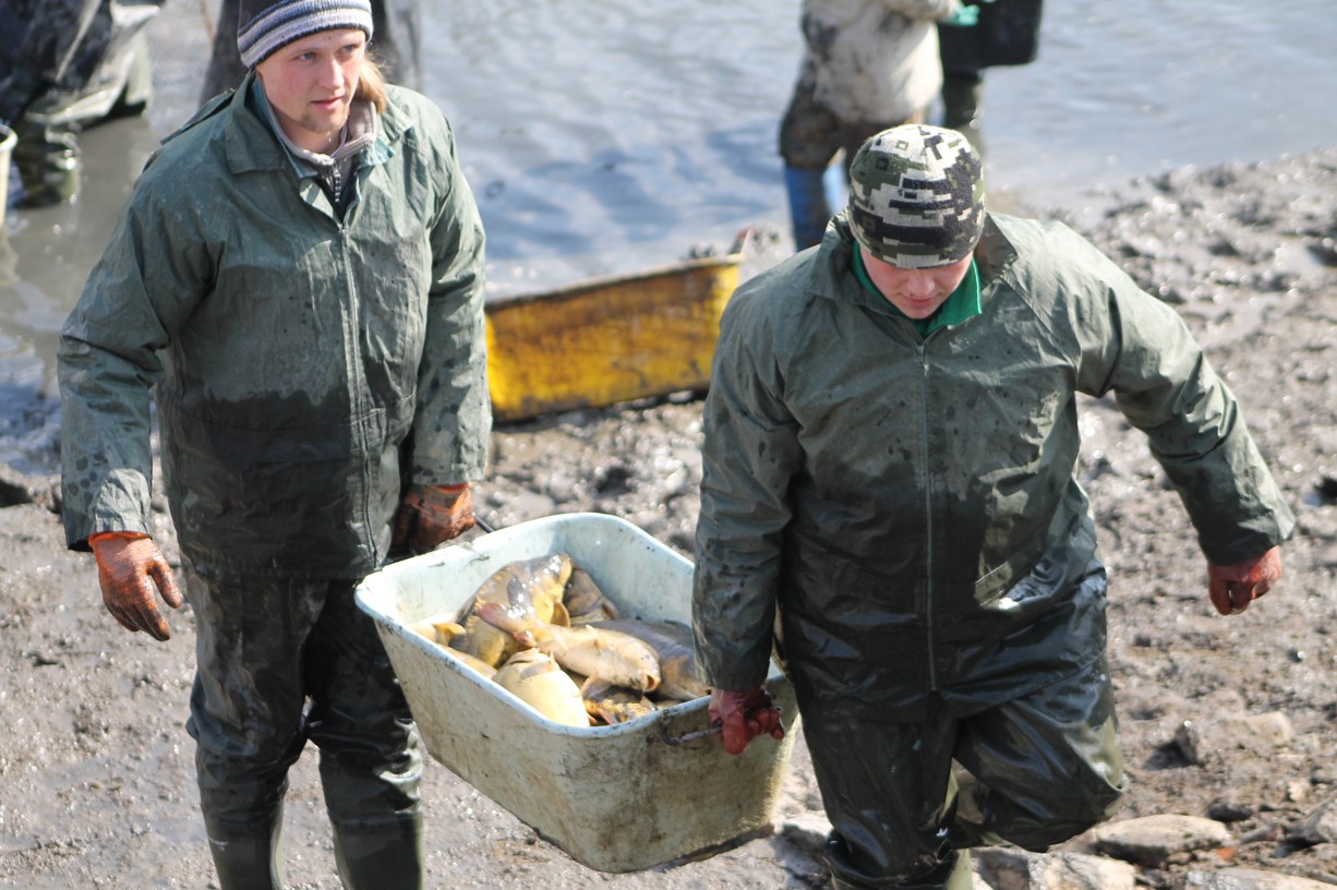 Foto: Rybáři v sobotu vylovili Podměstský rybník v Čáslavi