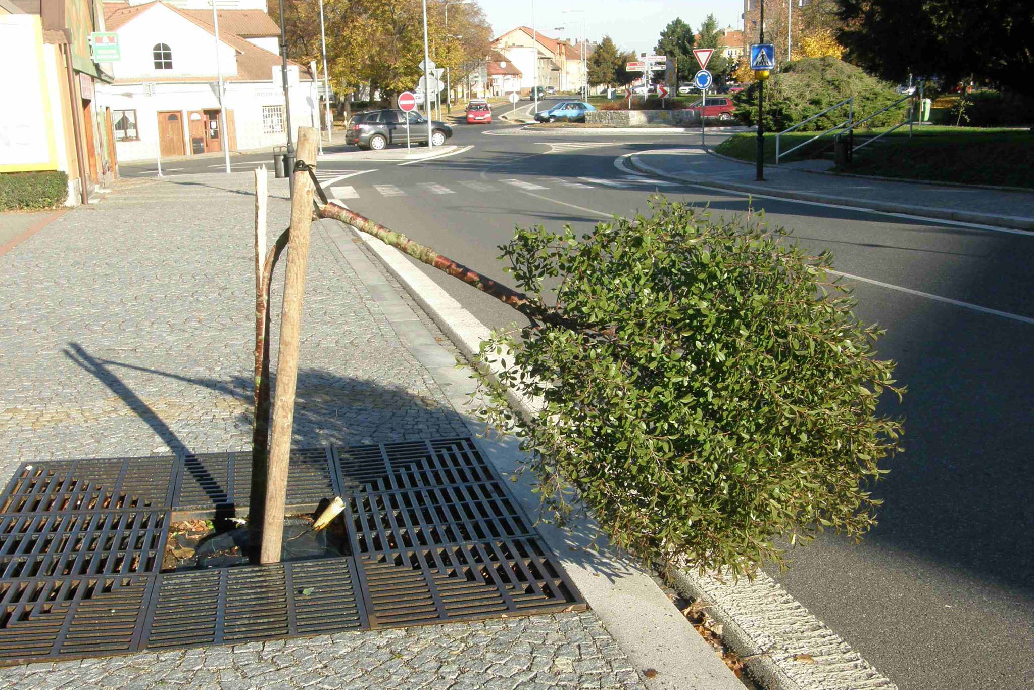 Okrasné višně na zrekonstruované ulici Generála Františka Moravce padají k zemi