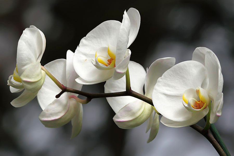 Vystavené orchideje a další rostliny můžete v Čáslavi vidět 31. května a 1. června