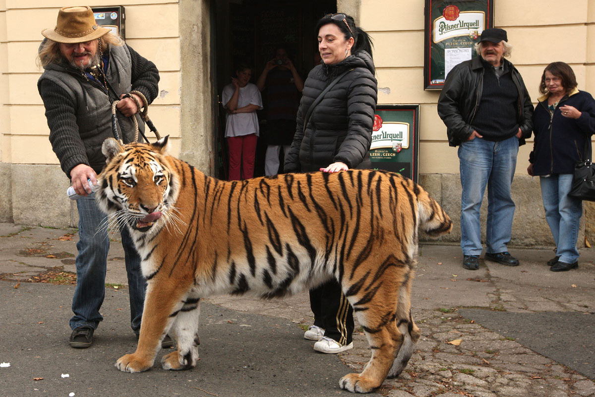 Principál národního cirkusu Jo-Joo Jaromír Joo vyrazil na oběd s tygřicí Tajgou!