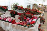 IMG_1236: V zahradnickém centru Hortis zažijete o víkendu Kouzelné Vánoce!