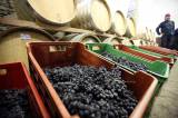 5G6H0440: Kutnohorští vinaři začali ručně lisovat letošní slámové víno