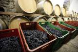 5G6H0450: Kutnohorští vinaři začali ručně lisovat letošní slámové víno