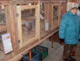 IMG_6556: Foto: Chovatelé holubů a králíků si v Hostovlicích přišli na své