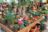 IMG_9124: Výstava růží, sukulentů a kaktusů v Zahradnickém centru Hortis Čáslav lákala