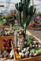IMG_9133: Výstava růží, sukulentů a kaktusů v Zahradnickém centru Hortis Čáslav lákala