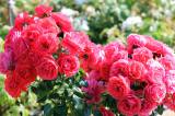 IMG_9157: Výstava růží, sukulentů a kaktusů v Zahradnickém centru Hortis Čáslav lákala