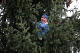 5G6H2602: Kutnou Horu ozdobil vánoční strom z Dolního Žižkova od manželů Křivohlavých