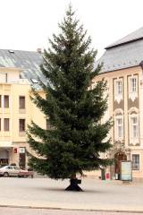 5G6H2721: Kutnou Horu ozdobil vánoční strom z Dolního Žižkova od manželů Křivohlavých