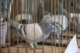 5G6H9452: Foto: V močovické sokolovně v sobotu vystavili poštovní holuby