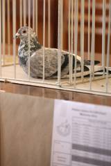 5G6H9464: Foto: V močovické sokolovně v sobotu vystavili poštovní holuby