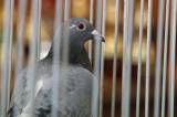 5G6H9474: Foto: V močovické sokolovně v sobotu vystavili poštovní holuby