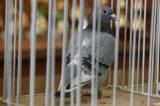 5G6H9476: Foto: V močovické sokolovně v sobotu vystavili poštovní holuby