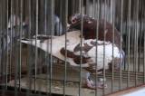 5G6H9514: Foto: V močovické sokolovně v sobotu vystavili poštovní holuby