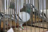 5G6H9541: Foto: V močovické sokolovně v sobotu vystavili poštovní holuby