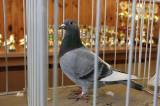 5G6H9575: Foto: V močovické sokolovně v sobotu vystavili poštovní holuby