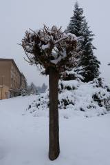 zruc158: Foto: Sněhová nadílka změnila Zruč nad Sázavou v pohádkové království
