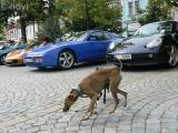 P1290649: Foto, video: Na čáslavském Žižkově náměstí obdivovali vozy značky Porsche