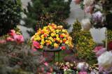 dsc_2457: Tip: Podzimní výstava s růžemi ve stylu francouzských zahrad