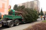 5G6H0452: Foto, video: Vánoční strom pro Kutnou Horu letos vyrostl na sídlišti v Šipší