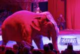 _MG_3767: Foto: V Kutné Hoře hostuje cirkus Berousek, přivezl i tradiční medvědy
