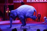 _MG_3769: Foto: V Kutné Hoře hostuje cirkus Berousek, přivezl i tradiční medvědy