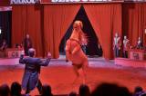 _MG_3857: Foto: V Kutné Hoře hostuje cirkus Berousek, přivezl i tradiční medvědy
